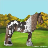 Horse Color:White Spotted Liver Chestnut Rabicano 