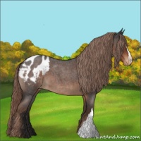 Horse Color:Liver Red Roan Appaloosa
