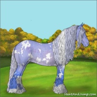 Horse Color:Watercolor White Spotted Silver Bay Roan Appaloosa Rabicano 