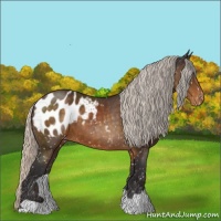 Horse Color:Silver Buckskin Appaloosa 