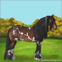 Horse Color:White Spotted Brown 