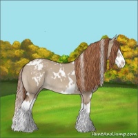Horse Color:White Spotted Liver Red Dun Splash Varnish Rabicano 