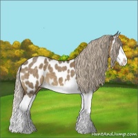 Horse Color:Chocolate Palomino Roan Splash Appaloosa