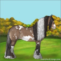 Horse Color:White Spotted Bay Dun Frame Appaloosa 