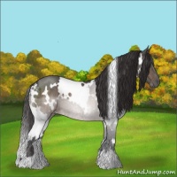 Horse Color:White Spotted Buckskin Ice 