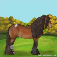 Horse Color:Buckskin Sabino Appaloosa Rabicano 