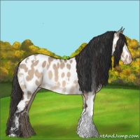Horse Color:White Spotted Bay Dun Appaloosa