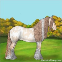 Horse Color:White Spotted Gold Champagne Dun Appaloosa 