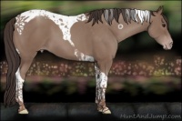 Horse Color:Classic Champagne Tobiano