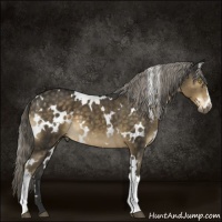 Horse Color:White Spotted Chocolate Palomino 