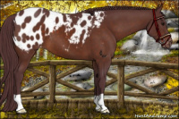 Horse Color:Chocolate Bay Appaloosa 
