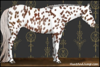 Horse Color:Chocolate Silver Brown Appaloosa 