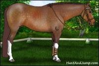 Horse Color:Chocolate Buckskin 