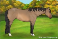 Horse Color:Bay Dun