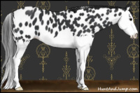 Horse Color:Black Splash Leopard 