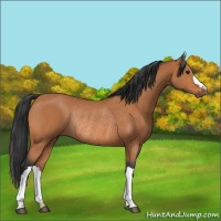 Horse Color:Bay Rabicano 
