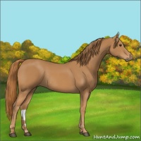 Horse Color:Chestnut Rabicano 