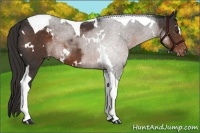 Horse Color:White Spotted Liver Chestnut Tobiano Varnish