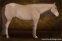 Horse Color:Classic Champagne Rabicano