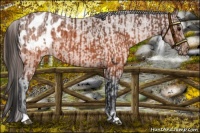 Horse Color:Brown Appaloosa and Brown Roan Appaloosa
