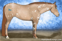 Horse Color:White Spotted Buckskin Pearl Sabino 