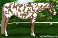 Horse Color:Chocolate Palomino Sabino Near Leopard 