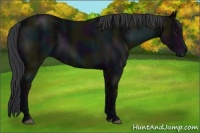 Horse Color:Midnight Black 