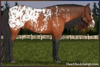 Horse Color:Brown Appaloosa and Brown Splash Appaloosa