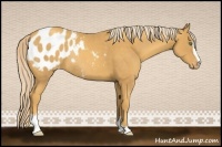 Horse Color:Gold Cream Champagne Sabino Appaloosa Rabicano 