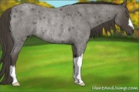 Horse Color:Smoky Blue Roan Rabicano 