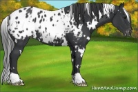 Horse Color:White Spotted Black Appaloosa