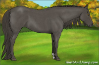 Horse Color:Smoky Blue Roan 