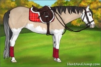 Horse Color:Bay Dun Sabino Splash 