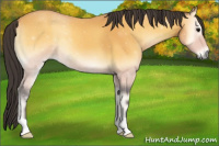 Horse Color:Buckskin Onyx 