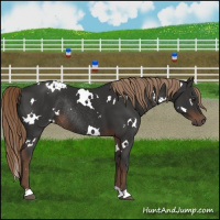 Horse Color:White Spotted Liver Chestnut Rabicano 