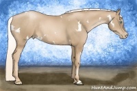 Horse Color:White Spotted Chocolate Palomino Pearl Rabicano