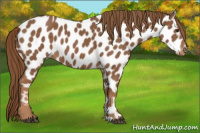 Horse Color:Chestnut Appaloosa 