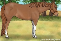 Horse Color:Chestnut Tobiano Rabicano