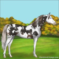 Horse Color:White Spotted Liver Chestnut Splash 