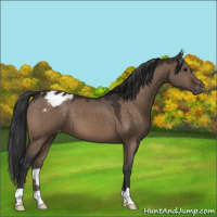 Horse Color:Brown Dun Appaloosa 