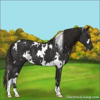 Horse Color:White Spotted Liver Chestnut 
