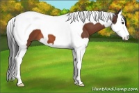 Horse Color:Brown Splash Tobiano 