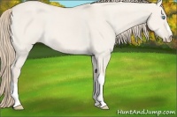 Horse Color:Smoky Creme Dun 