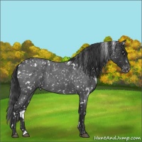 Horse Color:White Spotted Blue Roan Appaloosa