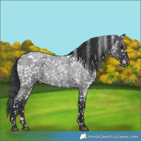Horse Color:White Spotted Blue Roan Snowflake Varnish 
