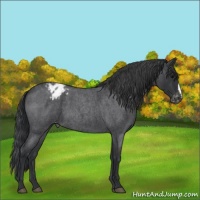 Horse Color:Blue Roan Varnish 