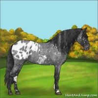 Horse Color:Blue Roan Near Leopard 