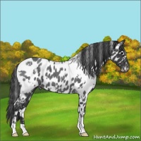 Horse Color:White Spotted Blue Roan Appaloosa