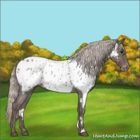 Horse Color:Silver Blue Roan Near Leopard