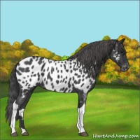 Horse Color:Blue Roan Tobiano Appaloosa 